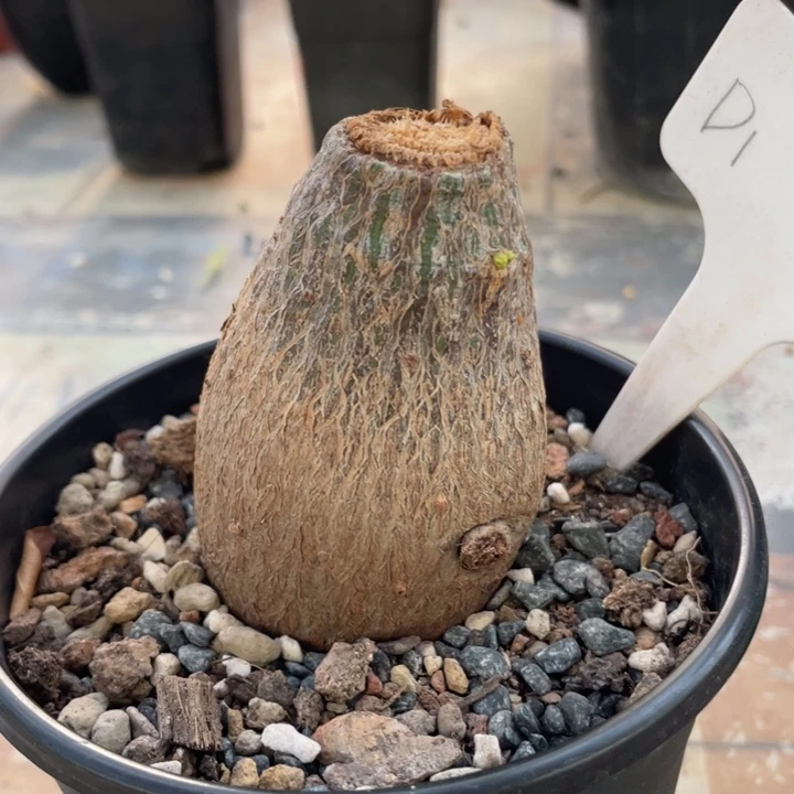 龟甲木棉一物一拍