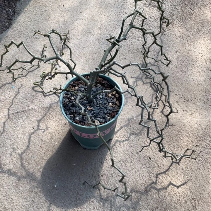 弯曲龙一物一拍植物