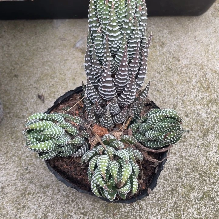 京海鹰爪植物植物