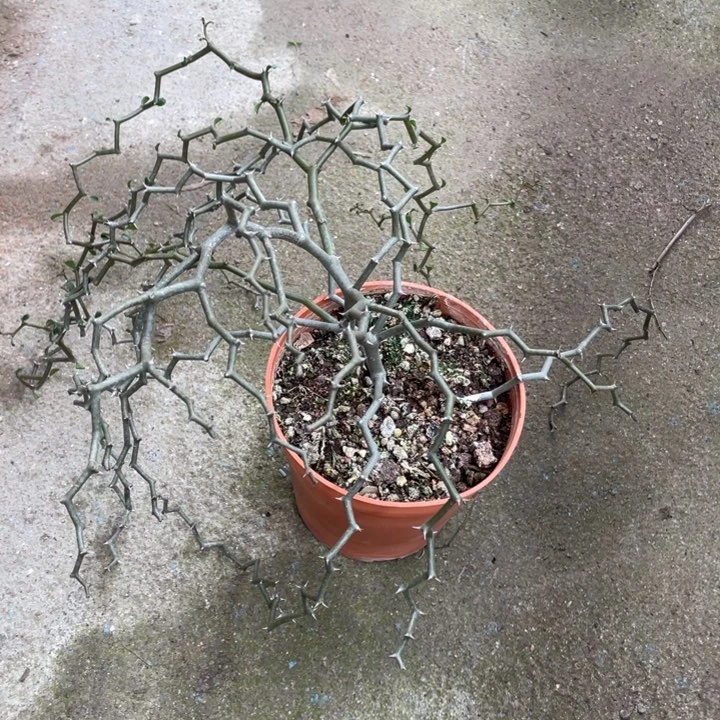 弯曲龙植物植物植物