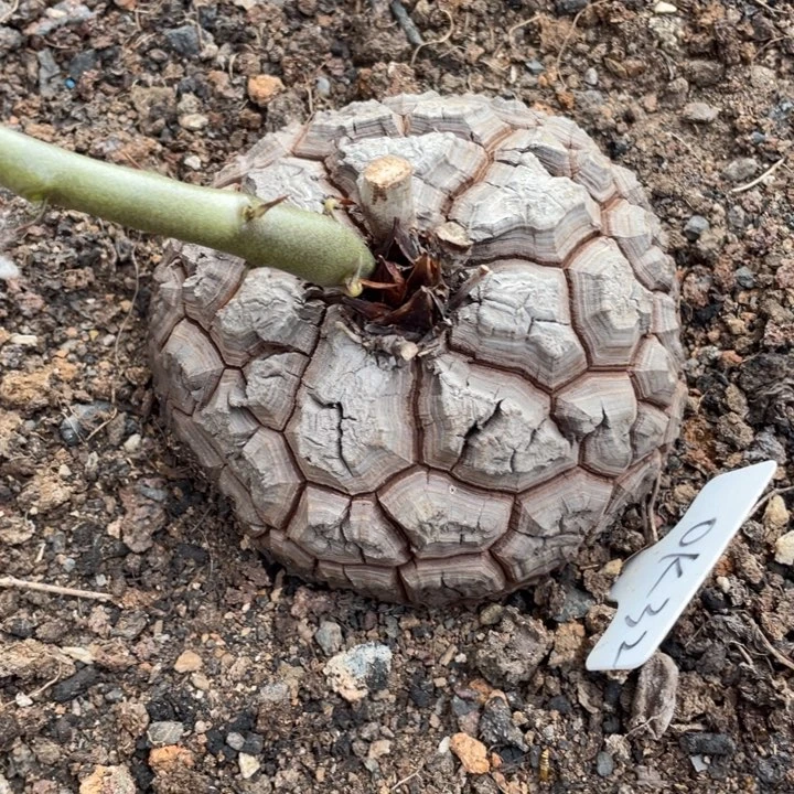 龟甲龙14公分植物