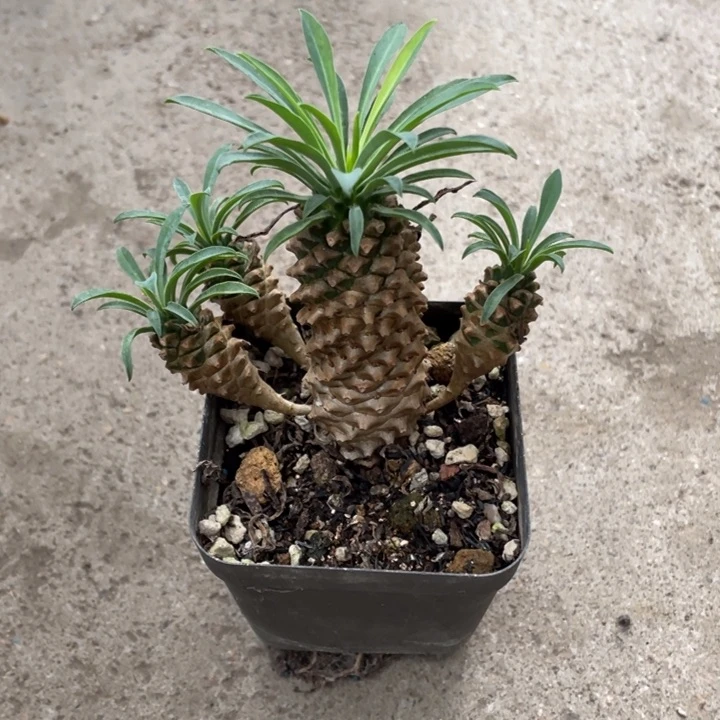 铁甲麒麟块根植物