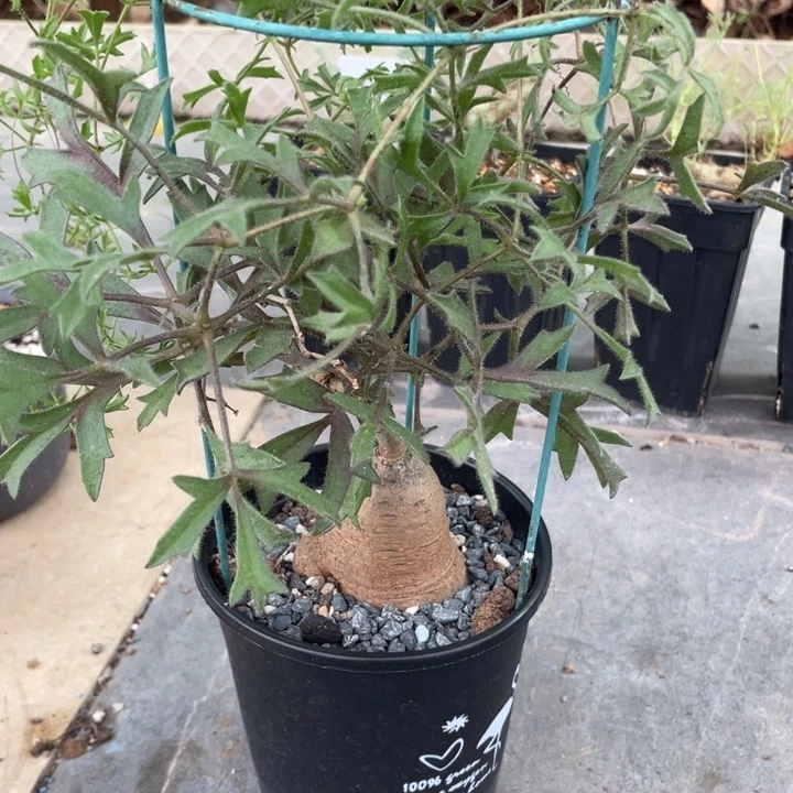 蒙氏葡萄块根植物