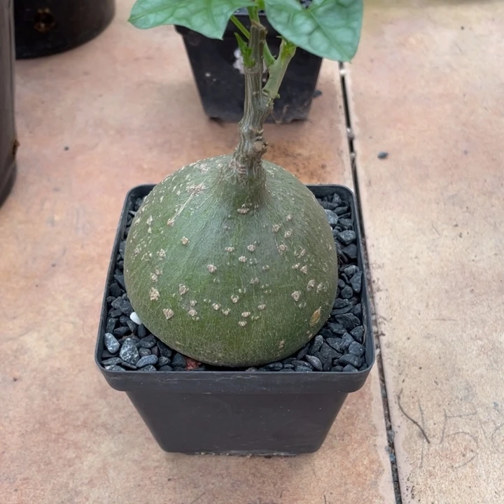 银叶睡布袋块根植物
