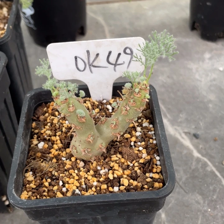 白皮月界块根植物