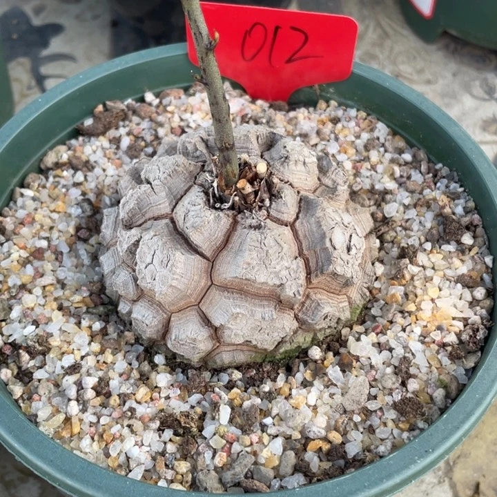 养定龟甲龙8.8公分植物