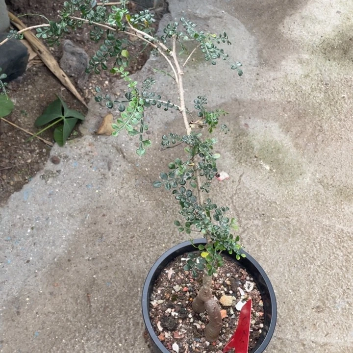 列加漆树块根植物