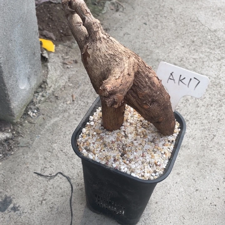 南****想奇异油甘一物一拍