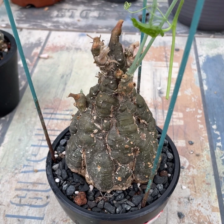 伊莎头葫芦块根植物