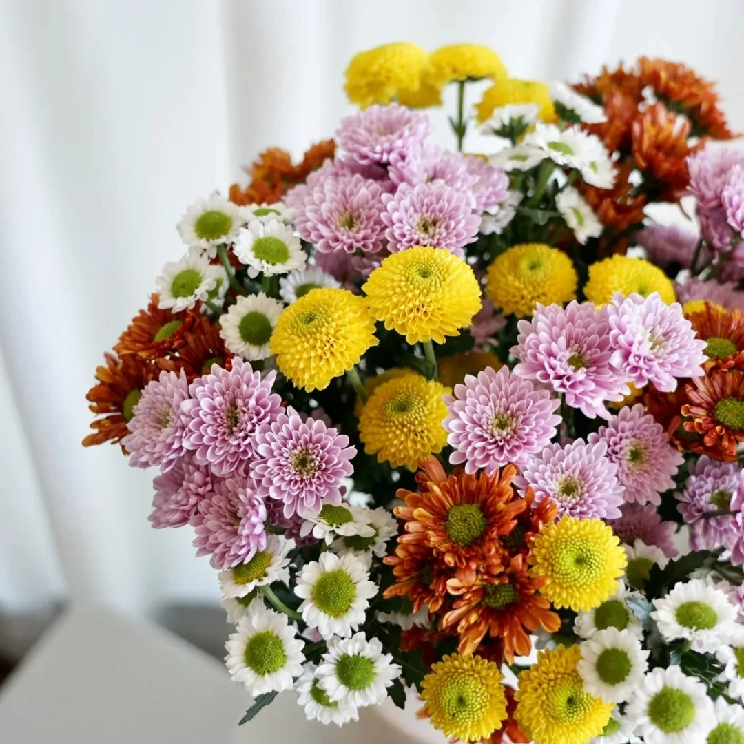 云南昆明鲜花基地直发 （混色小雏菊10枝）