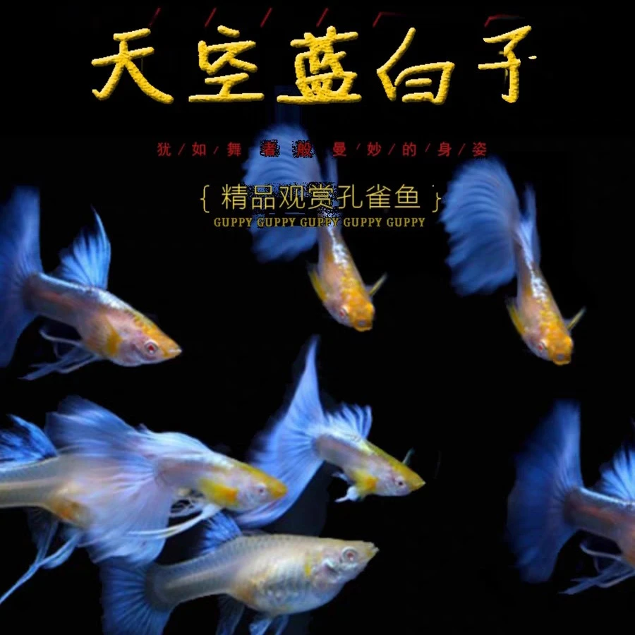 天空蓝普通孔雀鱼自己家繁殖活体小型观赏鱼胎生淡水鱼好养活好,