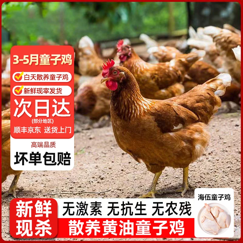 童子鸡农家散养土鸡林下粮食喂养新鲜现杀整只鸡