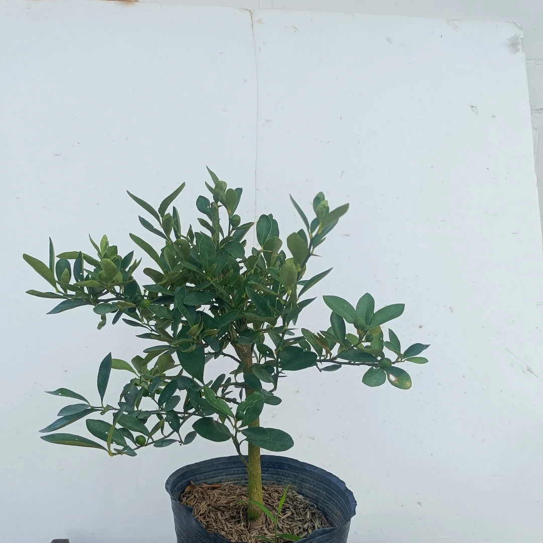 赐正阁一年四季开花结果福豆品种观果绿植盆景盆栽植物