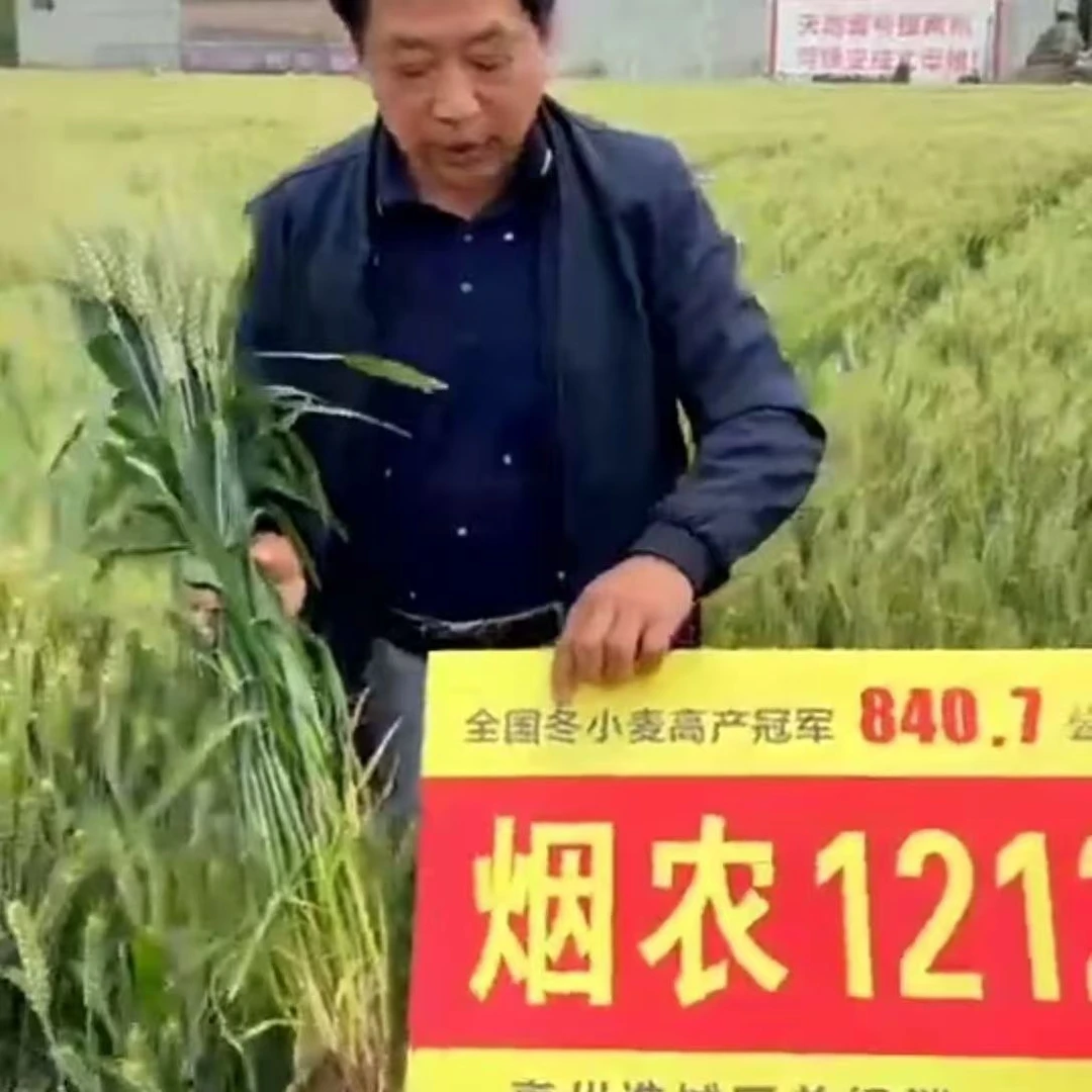 双国审烟农12121小麦种子高产矮杆抗旱抗倒伏长穗越冬小麦种新品