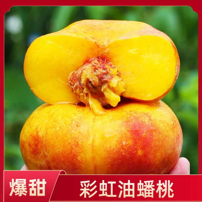 【爆甜彩虹油蟠桃】正宗7-7油蟠桃金香妃桃子扁桃黄心油桃应季水果