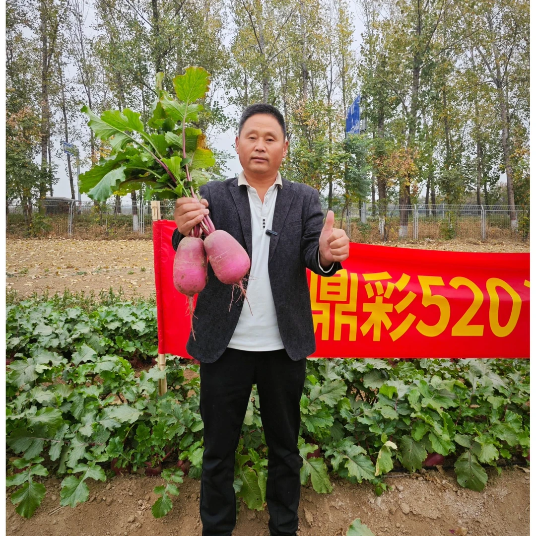 鼎彩520紫红皮水果萝卜种子、生食甜脆！(10克)