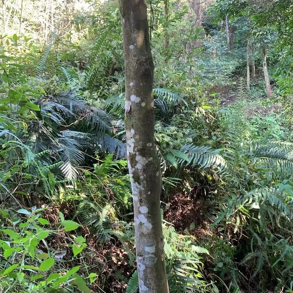 天然绿植树枝工艺