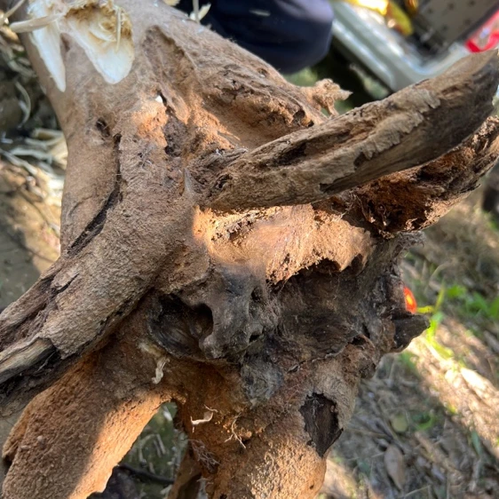 天然绿植树枝工艺