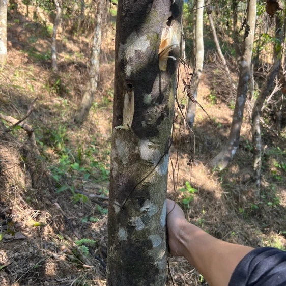 天然绿植树枝工艺