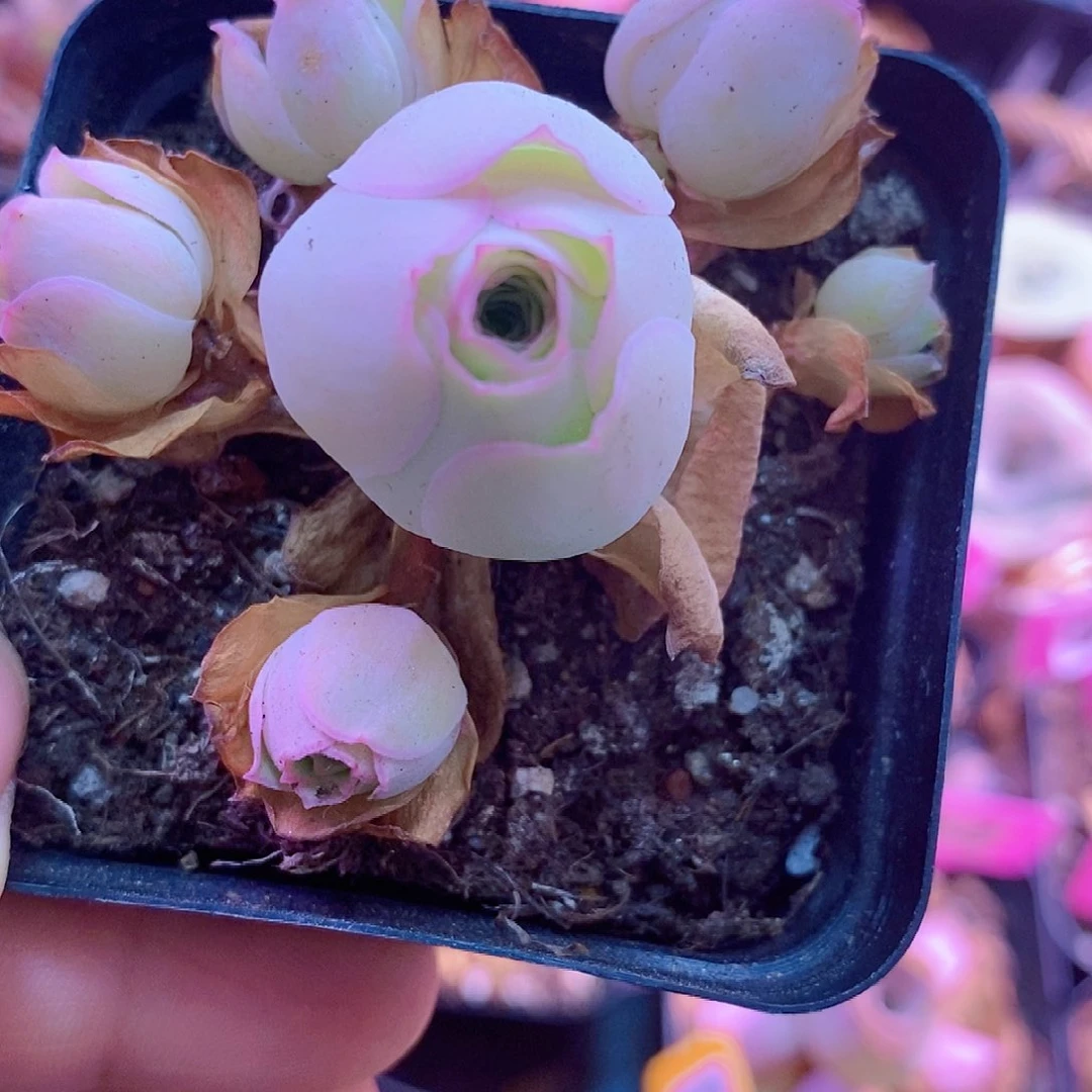 湘妃玫瑰新粉福利一物一拍555