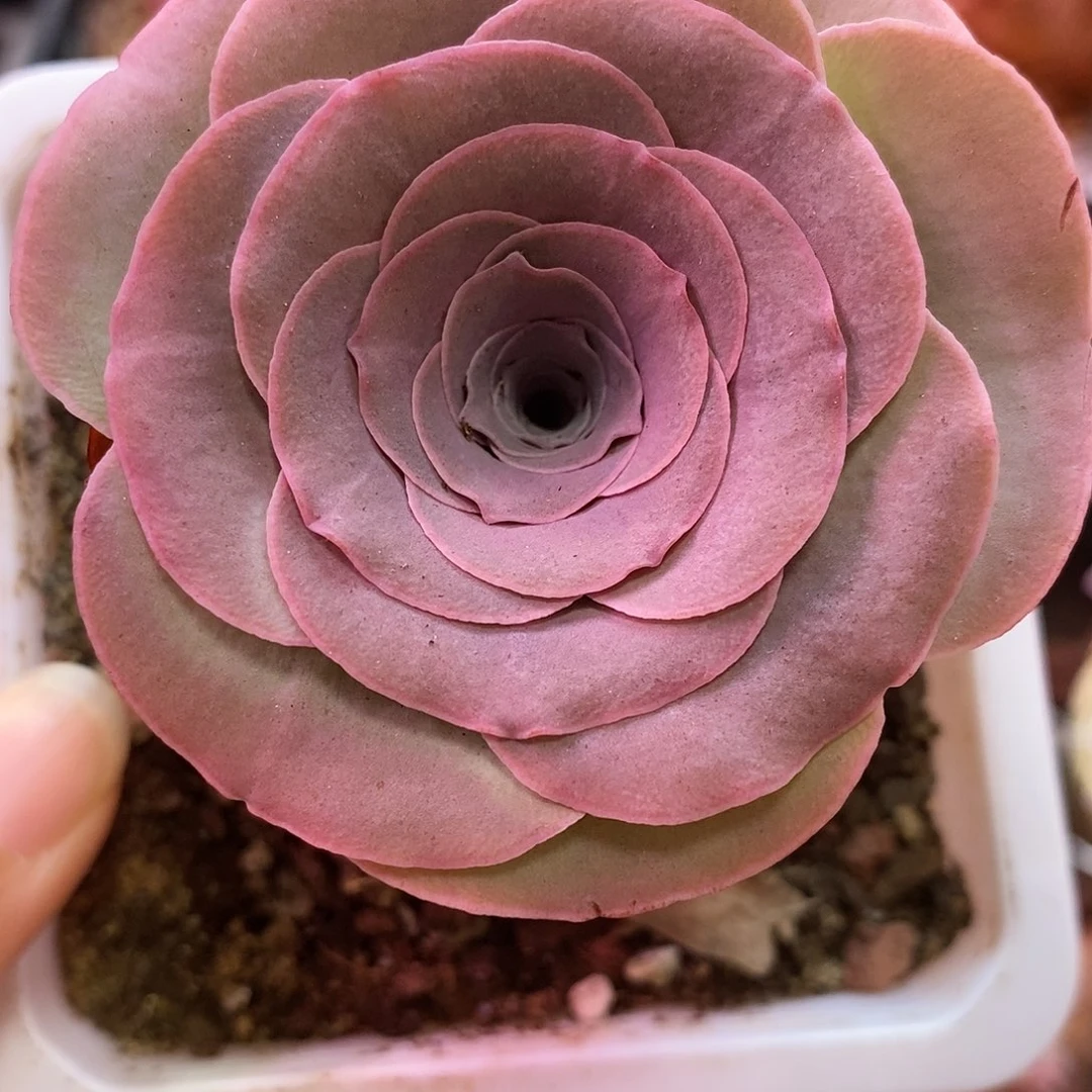 帕美玫瑰开播福利一物一拍484