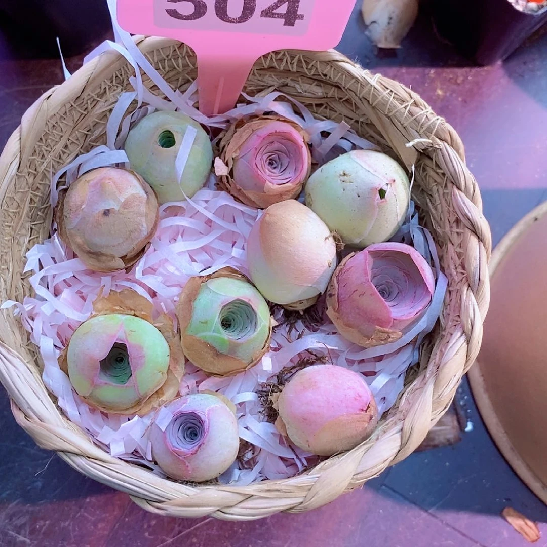 山地玫瑰新粉福利一物一拍504