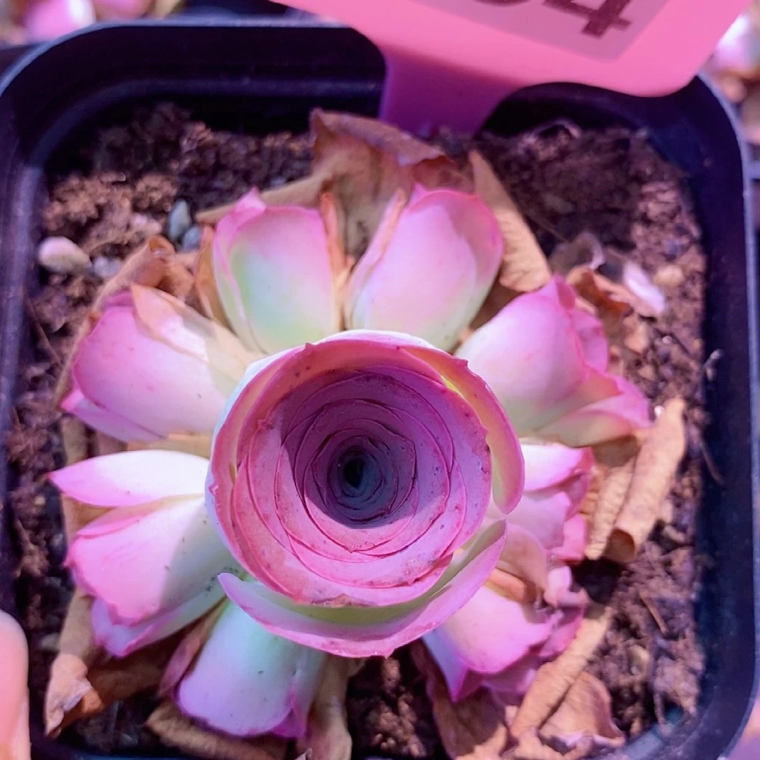 山地玫瑰福利一物一拍354