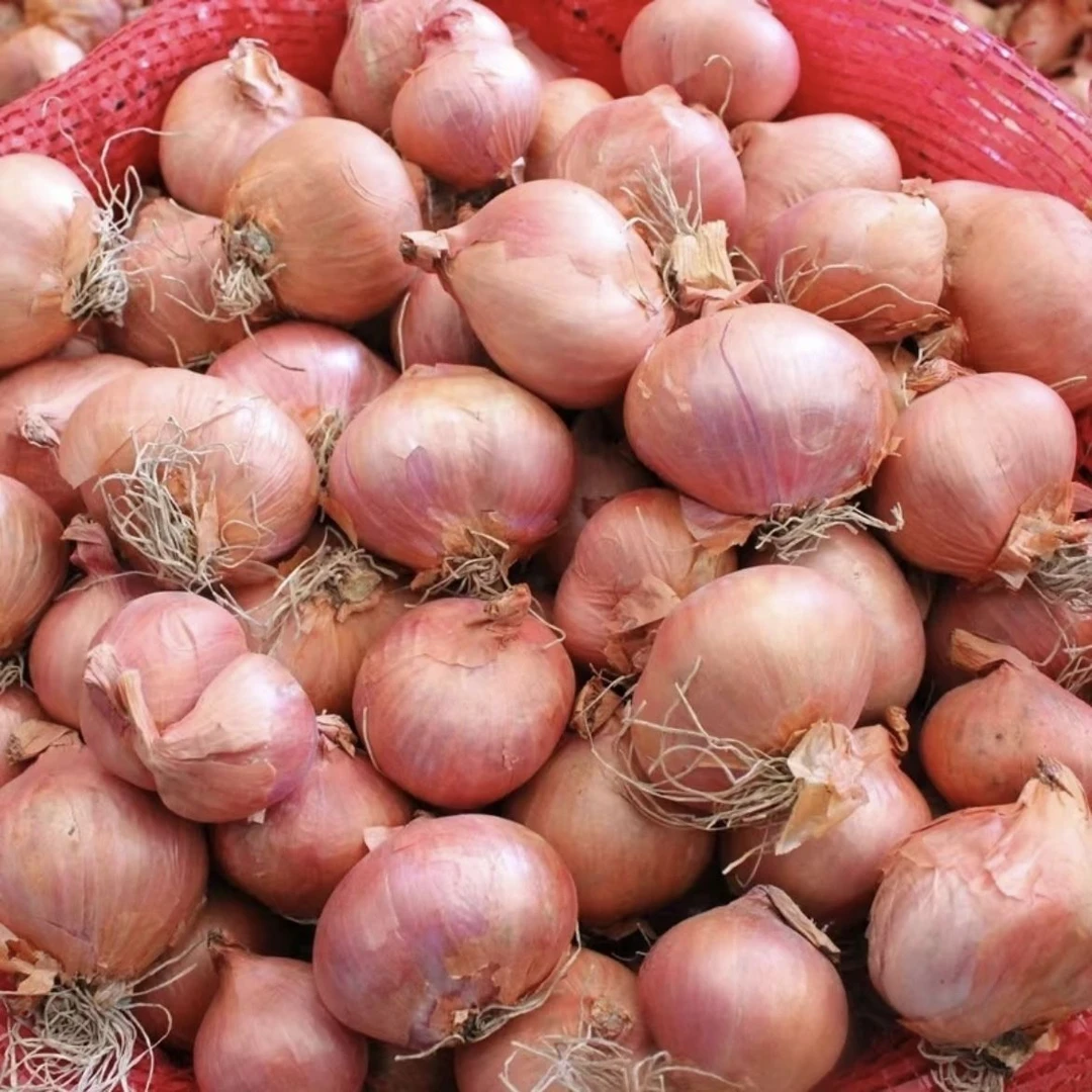 【超低价】东北毛葱农家小毛葱圆葱纯东北毛葱头新鲜1/3/5斤包邮