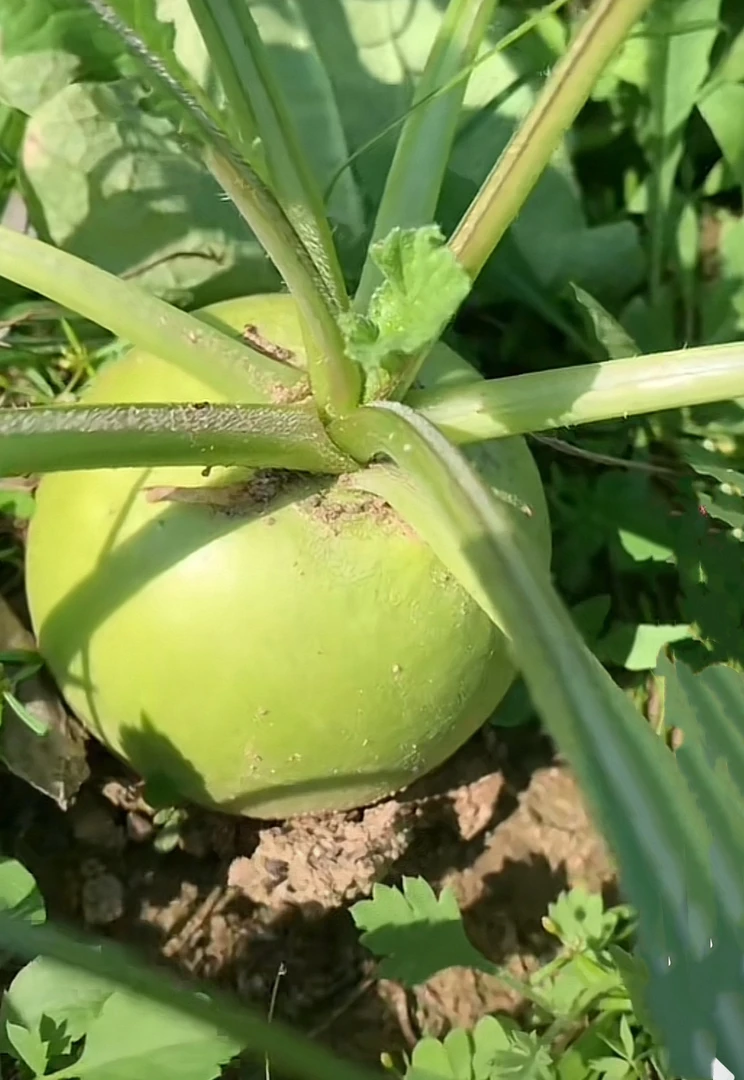 湖北广水本地半头青萝卜沙地萝卜露天霜降农家沙窝