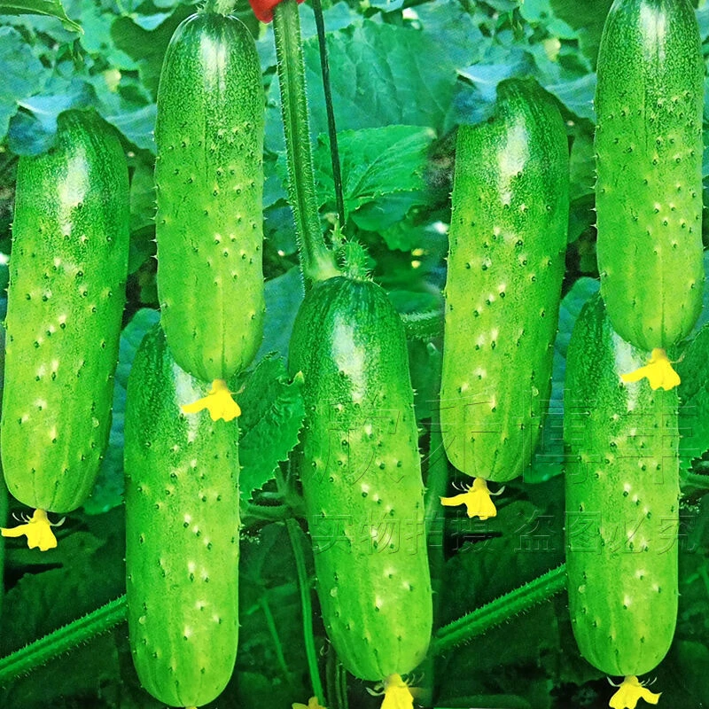 水果黄瓜种子甜脆节节瓜东北旱黄瓜四季播农家阳台蔬菜春秋季耐热