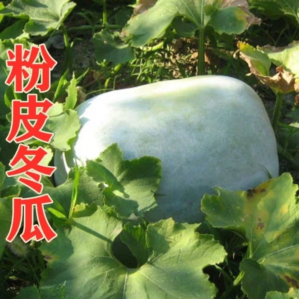 冬瓜种籽巨型种白皮种子孑粉皮大农家四季春夏秋瓜果蔬菜种子
