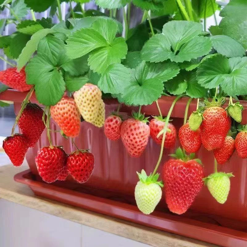四季奶油草莓种子新品大白草莓种籽爬藤草莓阳台盆栽水果种子