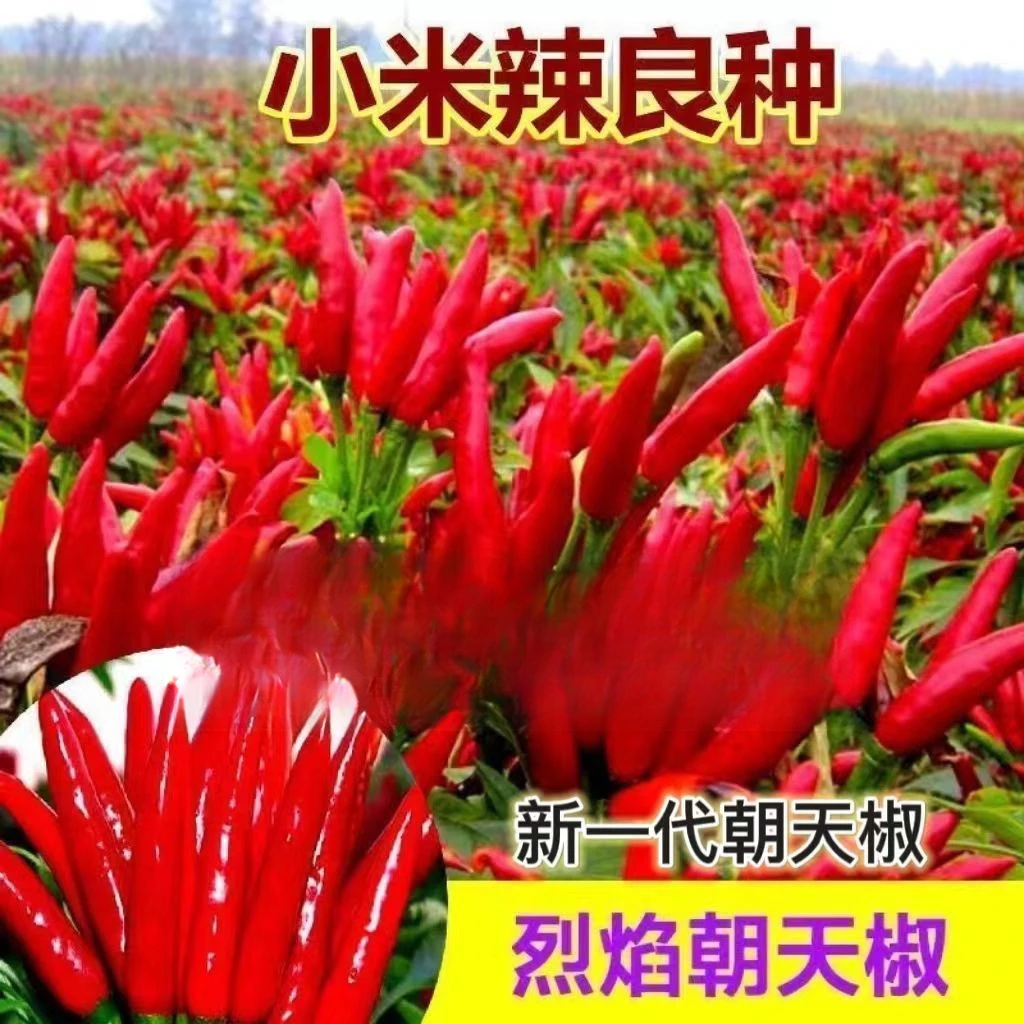 小米辣种籽朝天椒蔬菜种子辣椒庭院菜园阳台种植朝天辣椒种子
