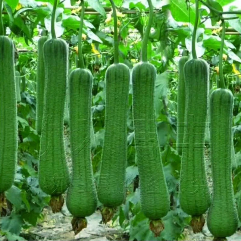 皱皮肉丝瓜种籽春夏秋季大耐热菜瓜种子农家四季种蔬菜种孑