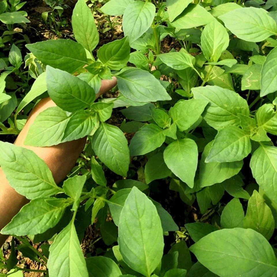 荆芥菜籽河南大叶荆芥种子菜种子蔬菜种子四季播荆菜农家田园种籽