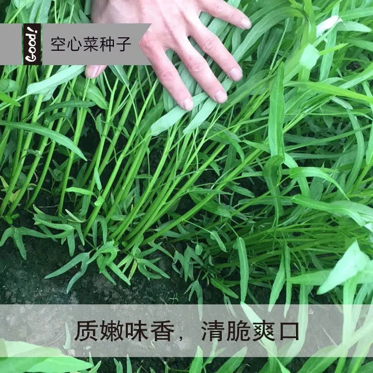 竹叶柳叶空心菜种子白梗三叉通空心菜种籽农家阳台蔬菜种孑