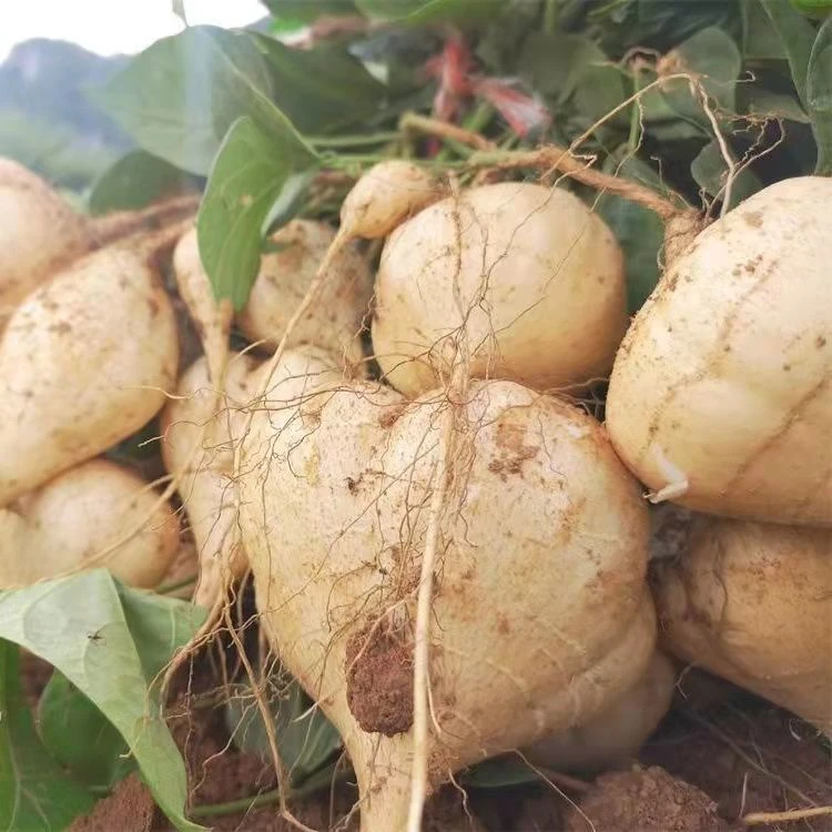 牧马山地瓜凉茹种子早熟地瓜水果凉薯四季水果沙戛凉茹蔬菜庭院