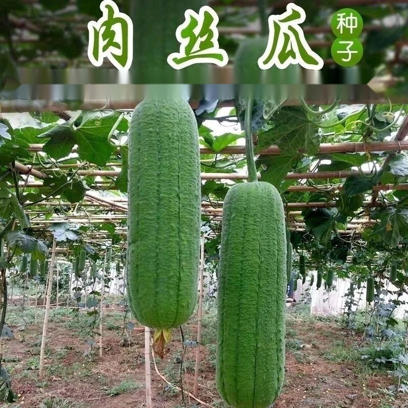 肉丝瓜种子丝瓜种籽四季大春早熟蔬菜丝瓜种孑农家春夏丝瓜种子