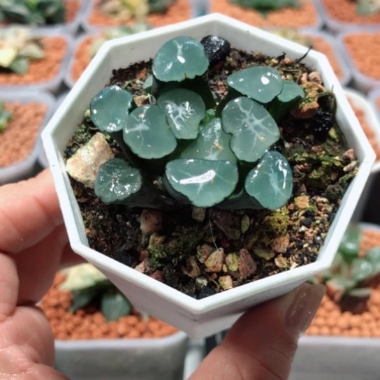 【闪购商品】天狼星