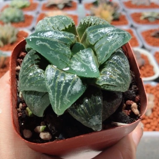 【闪购商品】云遮月