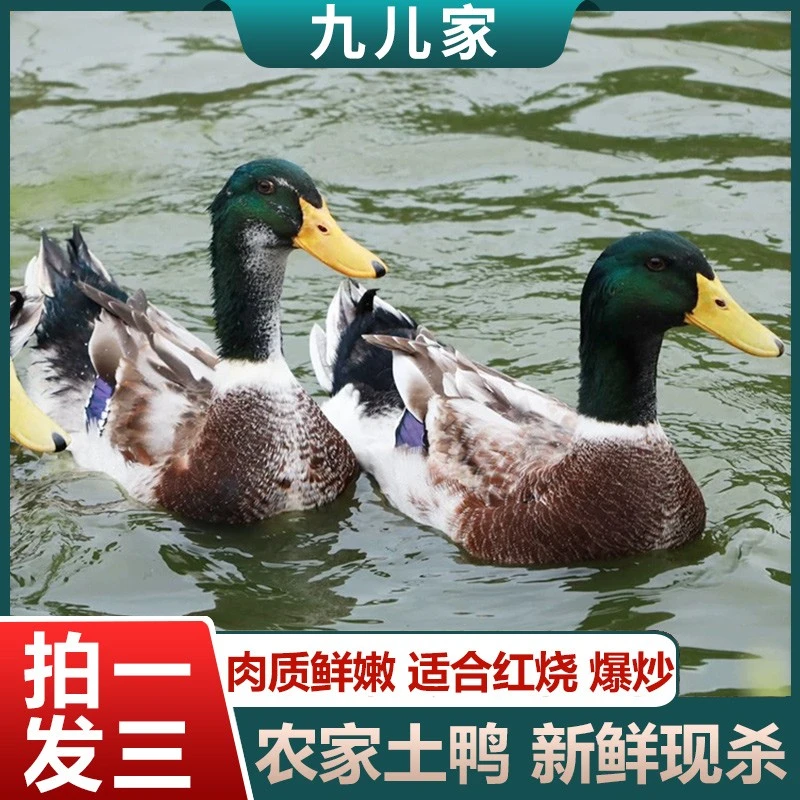 【九儿家1】农户放养水鸭土鸭子3只毛重15斤多净重9斤 非老鸭 净膛
