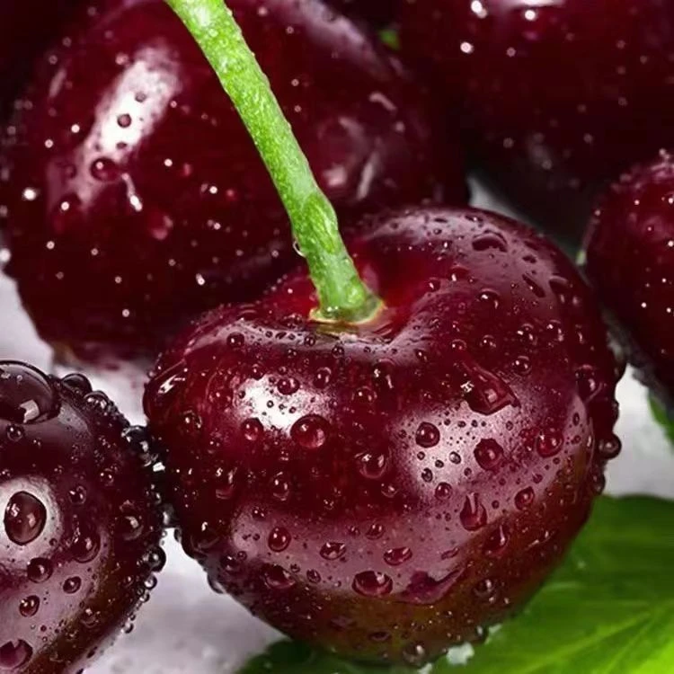 顺丰包邮智利进口车厘子海运拉宾斯新鲜水果2-5斤3J级 内附果径卡