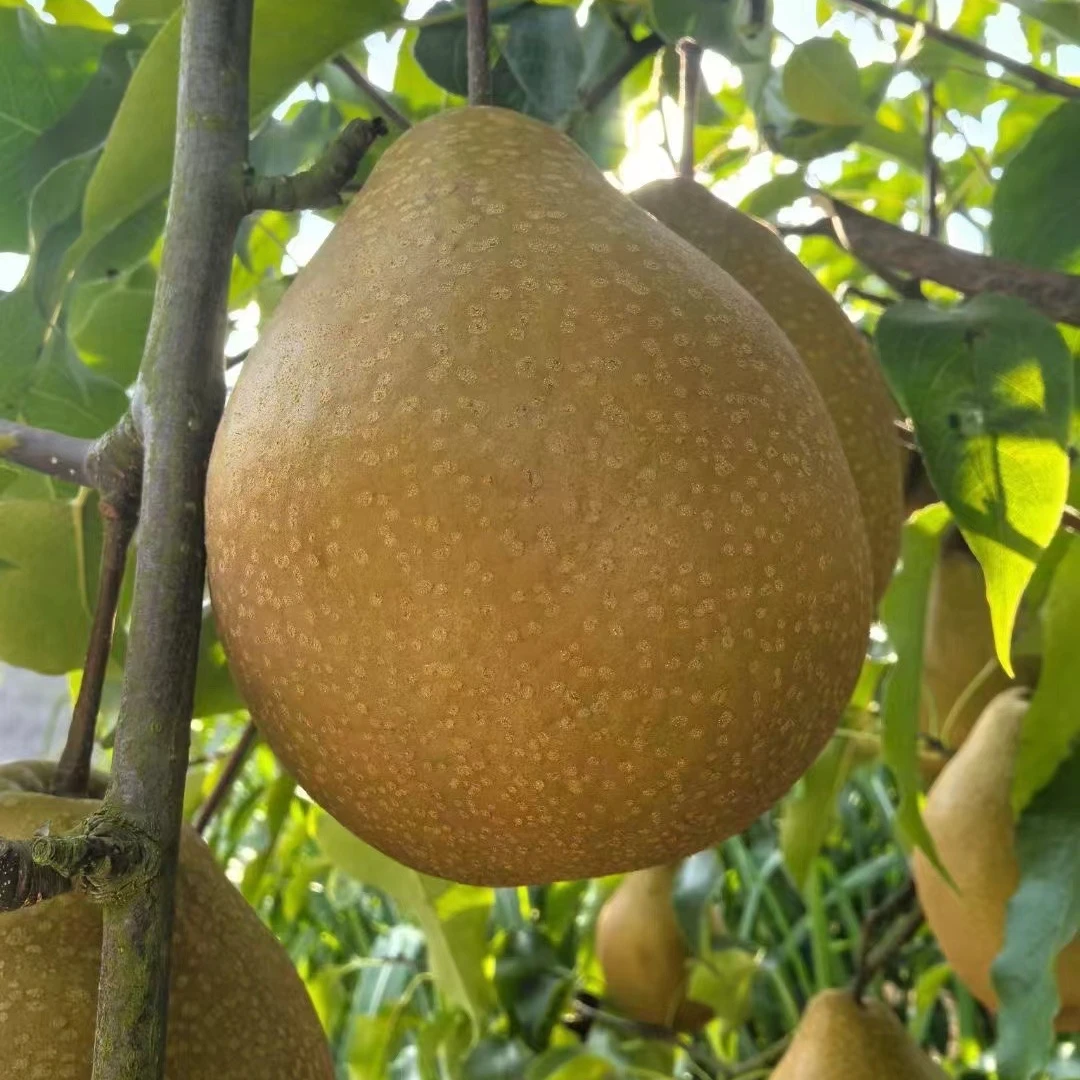 苍溪雪梨施家梨新鲜水果产地直发