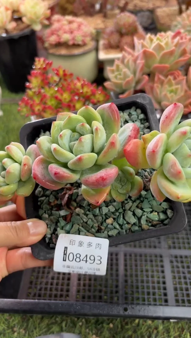 【闪购商品】08493