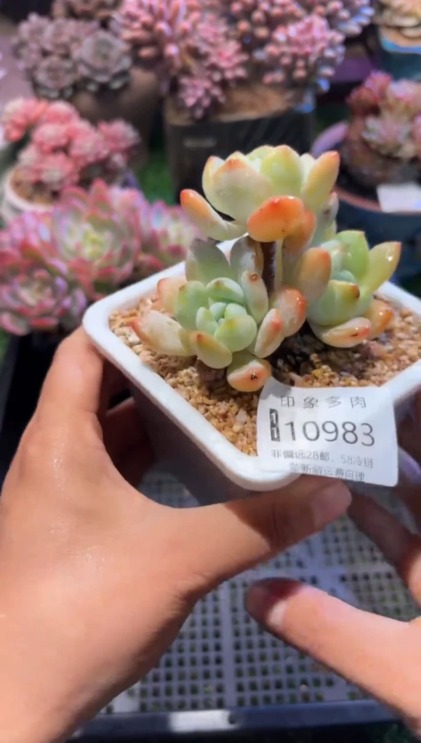【闪购商品】10983
