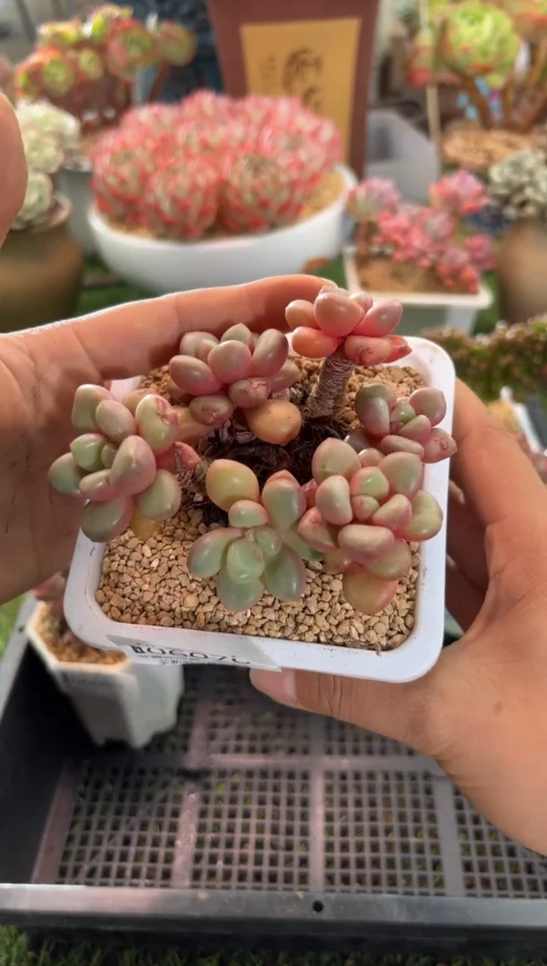 【闪购商品】06070