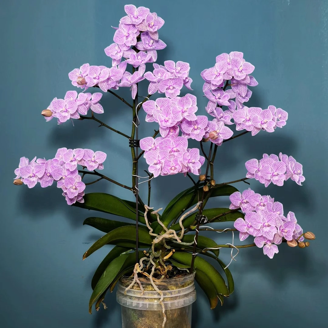 可为【樱花大舌头】蝴蝶兰苗 3.0寸杯  苗发货 基地直发