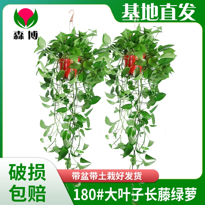 绿植盆栽室内批发直播长藤绿萝基地植物室内花卉绿箩基地直供