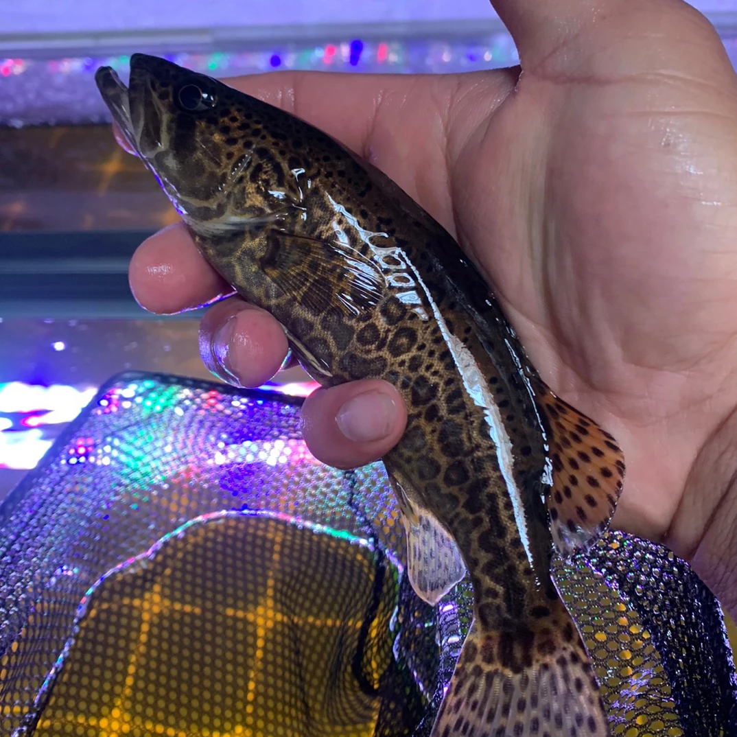 斑鳜 观赏鱼 活体吃活虾活鱼苗