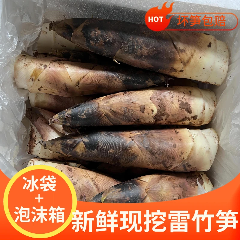 雷竹笋5斤新鲜现挖雷笋竹笋嫩脆春笋油焖笋品质挑选切根手剥笋